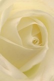 Imagine nestling within the heart of this cream-white rose, as delicate petals spiral around you, softly illuminated by the morning light typical of St Paul's Cray homes. The close perspective invites your senses to explore the petals' silky-smooth surfaces, almost whisper-thin in places, as if kissed by dew. Gentle, luminous shadows curve between layers, adding both depth and a quiet sense of drama-echoing the peaceful mood that greets the neighbourhood at dawn or during thoughtful reflection. The overall atmosphere is one of profound peace, making this rose an ideal symbol for moments of reverence-whether marking new beginnings, expressing sympathy, or honouring special memories within the St Paul's Cray community. A subtle, sweet fragrance seems to linger in the air, understated yet evocative. The arrangement speaks not just of nature's beauty, but also of the care and artistry that goes into each bouquet crafted locally-a tender gesture, memorable and fitting for any heartfelt occasion in the area.